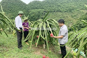 Thanh long ruột đỏ Thuận Châu liên tiếp “ghi điểm”