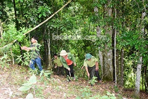 Vân Hồ tập trung phát triển rừng bền vững