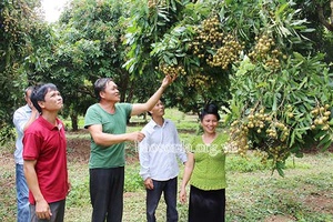 Tiêu thụ, xuất khẩu nông sản "vượt khó" mùa... COVID-19