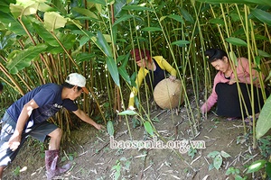 Nậm Lạnh tập trung phát triển kinh tế   