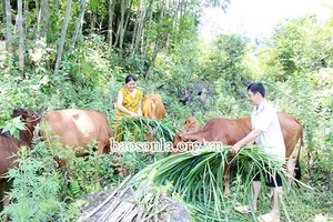 Mường Do tập trung phát triển chăn nuôi gia súc