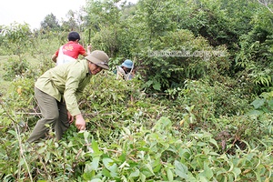 Mường É quan tâm bảo vệ, phát triển rừng