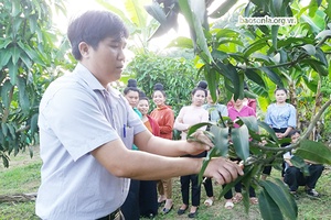 Thành phố: Tập huấn kỹ thuật thâm canh xoài an toàn tại xã Chiềng Ngần