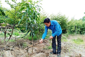 Bí thư chi đoàn làm kinh tế giỏi