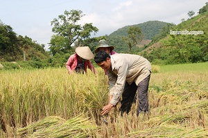 Sốp Cộp khẩn trương thu hoạch vụ mùa