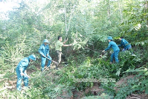 Tập trung làm tốt công tác bảo vệ, phát triển rừng