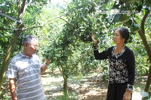 Nông dân Nà Mường giúp nhau phát triển kinh tế