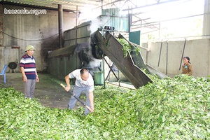 HTX chế biến chè Phiêng Khoài: Liên kết sản xuất nâng cao thu nhập cho nông dân