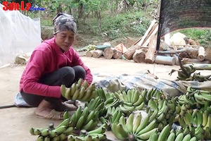 Chung tay cùng phụ nữ vùng cao phát triển kinh tế