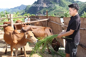 Chiềng Lao phát triển chăn nuôi gia súc