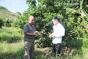 Tân Hợp nỗ lực vượt khó