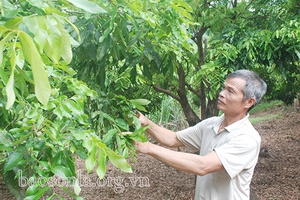 Cựu chiến binh năng động phát triển kinh tế