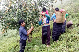 Quả sơn tra Thuận Châu gặp khó