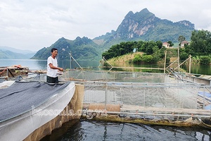 Cựu chiến binh làm kinh tế giỏi