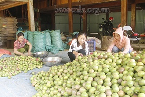 Cây chanh leo ở bản Tường Han