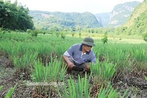 Phù Yên phát triển cây dược liệu