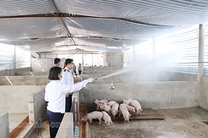 Khó khăn trong việc tái đàn lợn sau dịch bệnh