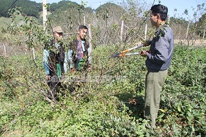 Dòng họ Giàng bản Chiềng Đi thực hiện tốt “5 có, 5 không”