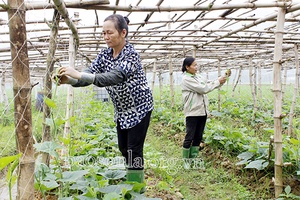 Cây vụ đông ở Phù Yên