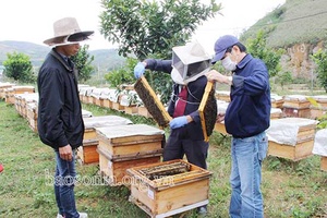 Hội thảo Dự án xây dựng mô hình nuôi ong ngoại khai thác mật trên thùng kế theo hướng VietGAHP