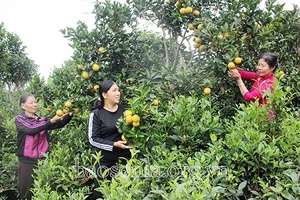 Hỗ trợ phụ nữ phát triển toàn diện, xây dựng gia đình hạnh phúc
