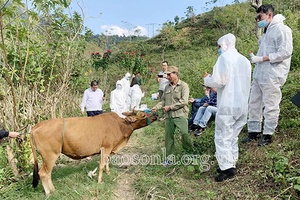 Triển khai quyết liệt các biện pháp phòng, chống bệnh viêm da nổi cục ở trâu, bò