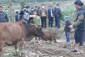 Vân Hồ: Tiêu hủy 46 con bò bị mắc bệnh viêm da nổi cục 