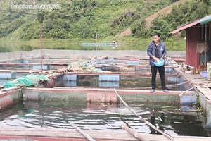 Đẩy mạnh hỗ trợ phát triển kinh tế tập thể