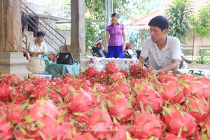 Khuyến khích các HTX ứng dụng khoa học kỹ thuật vào sản xuất