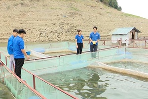 Bí thư chi đoàn làm kinh tế giỏi