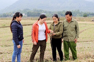 Tăng thu nhập từ cây trồng vụ đông