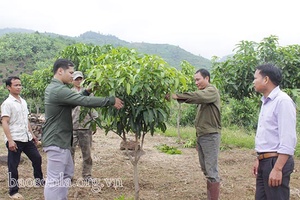 Chiềng San mở rộng diện tích cây ăn quả