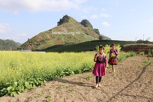 Thảo nguyên mùa hoa khoe sắc