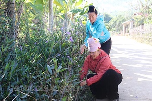 Những tuyến đường nở hoa