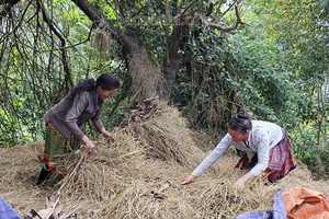 Thực hiện các biện pháp bảo vệ đàn vật nuôi