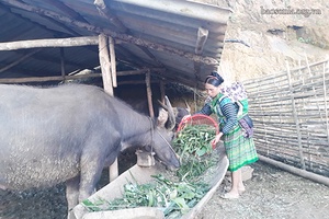 Chủ động phòng, chống đói rét cho gia súc