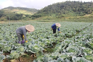 Vân Hồ tập trung sản xuất vụ đông