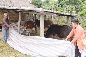 Bảo vệ đàn gia súc trong mùa đông