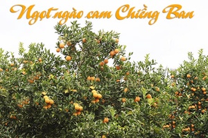 Ngọt ngào cam Chiềng Ban
