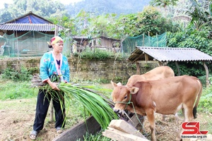 'Vùng cao Thuận Châu bảo vệ đàn vật nuôi