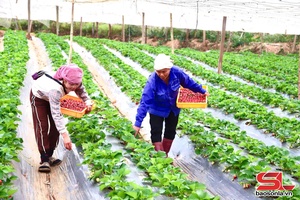 'Nông dân Mộc Châu thu hoạch dâu tây chín sớm