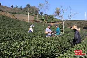 'Chăm bón, đón lộc chè xuân