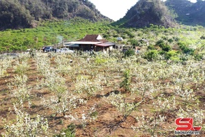 Sắc trắng tinh khôi hoa lê Phiêng Khoài