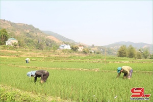 Thuận Châu tập trung chăm sóc lúa xuân
