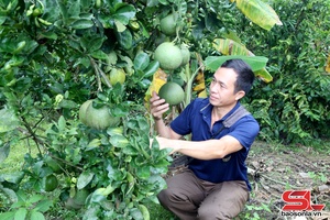 Sốp Cộp tập trung chăm sóc cây ăn quả
