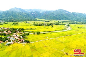 Efforts made to develop "Phu Yen Rice" brand