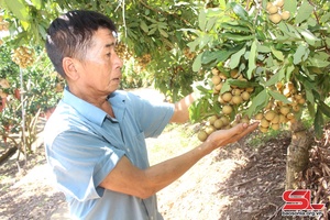 Song Ma district sells over 62,000 tonnes of longan