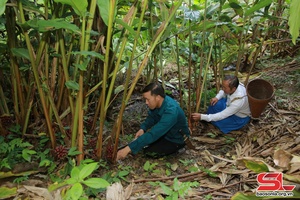 Black cardamom farming increases income and protects forests