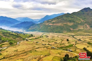 “Golden” season in Ngoc Chien