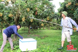 Song Ma district harvests 75,000 tonnes of longan